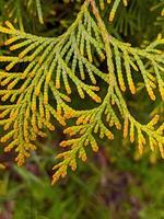 arborvitae tree, close up leaves in green and yellow color. photo