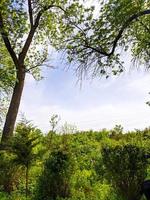 jardín verde. belleza en la naturaleza foto