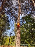 bird house on a tree in a park. photo