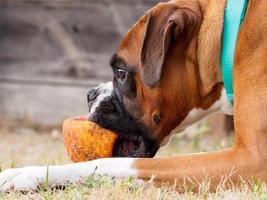 Boxer dog dirty orange ball focused photo