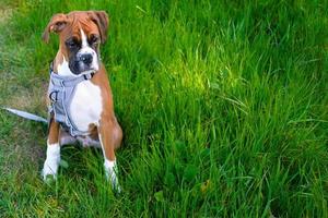 Fawn boxer puppy with sad eyes photo
