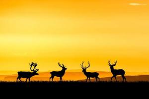 Silhouettes deer in a beautiful light meadow. wildlife concept in nature photo