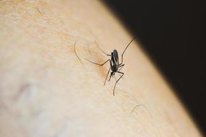 los mosquitos en los bosques tropicales están chupando sangre en la piel humana. foto