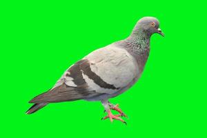 Pigeon on colored background with clipping path photo