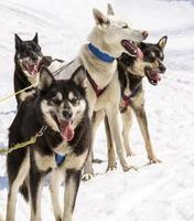 Husky in harness resting on the snow photo