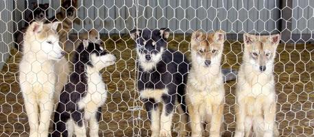 cachorros husky en la perrera. enfoque selectivo foto