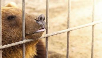 brown bear in a cage in warm directional light. Selective focus. Kamchatka Peninsula photo