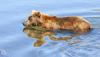 osos pardos en la península de kamchatka foto