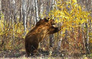 oso pardo kamchatka en una cadena en el bosque foto