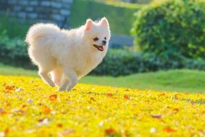 lindos cachorros de perro pomeraniano corren sobre la hierba con felicidad. foto