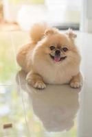 Cute puppies Pomeranian Mixed breed Pekingese dog sitting on a marble floor photo