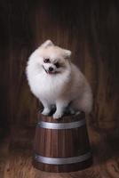 Cute puppies Pomeranian dog sitting on a wooden bucket photo