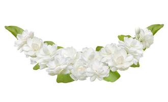 Jasmine flower isolated on white background, symbol of Mother's day in thailand photo