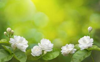 Jasmine flower symbol of Mother's day in thailand photo