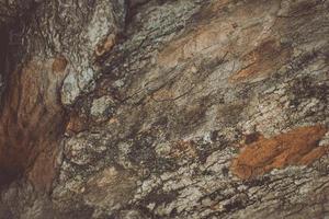 Forest Tree Trunk Textured Background Wallpaper photo