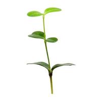 Green sapling plant isolated on white background photo