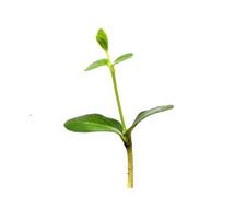 Green sapling plant isolated on white background photo