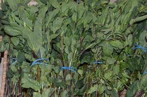 tallos verdes frescos y hojas de menta atadas en racimos en un puesto de mercado de verduras. comida sana. cosecha. foto
