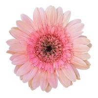 Pink gerbera daisy flower isolated on white background photo