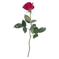 Rose flower stem isolated on white background photo