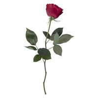 Rose flower stem isolated on white background photo