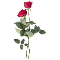 Rose flower stems isolated on white background photo