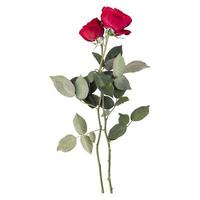 Rose flower stems isolated on white background photo