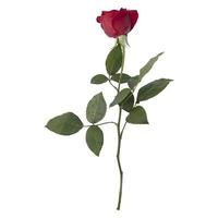 Rose flower stem isolated on white background photo