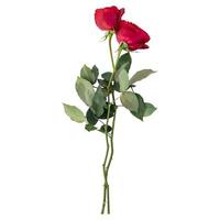 Rose flower stems isolated on white background photo