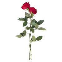 Rose flower stems isolated on white background photo