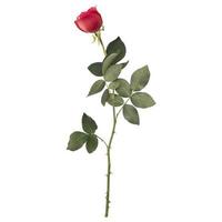 Rose flower stem isolated on white background photo