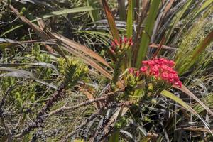 flores rosas en el parque nacional table mountain en ciudad del cabo. foto