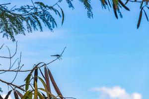 libélula en una rama en la selva de luang prabang laos. foto