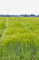 North German agricultural field forest trees nature landscape panorama Germany. photo