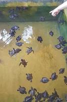 bebés tortugas nadan en la piscina centro de conservación de tortugas de sri lanka. foto