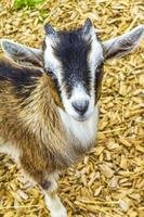 Young cute goat in farm on Wurmberg mountain Harz Germany. photo
