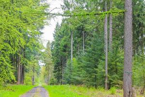 Natural panorama view with pathway green plants trees forest Germany. photo