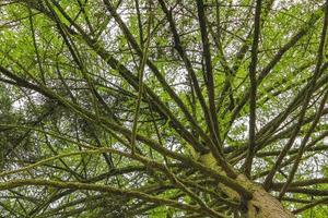 Natural panorama view with pathway green plants trees forest Germany. photo