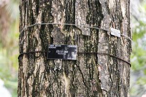 Albizia saman raintree with name tag, Malaysia. photo