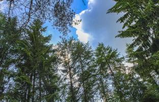 cielo azul con hermoso paisaje natural de árboles forestales alemania. foto