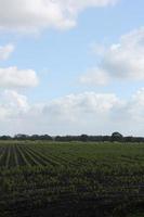 North German agricultural field forest trees nature landscape panorama Germany. photo