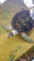 Green sea turtle hawksbill sea turtle loggerhead sea turtle swims. photo