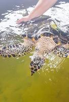 el hombre sostiene la tortuga verde tortuga carey tortuga boba. foto