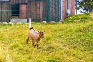 Young cute goat in farm on Wurmberg mountain Harz Germany. photo