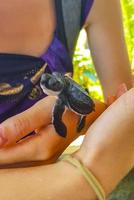 bebé tortuga en las manos centro de conservación de tortugas bentota sri lanka. foto