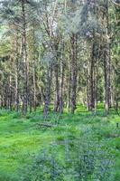 Natural panorama view with pathway green plants trees forest Germany. photo