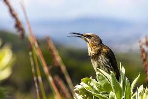 Cape sugarbird sitting on plants flowers, Kirstenbosch National Botanical Garden. photo