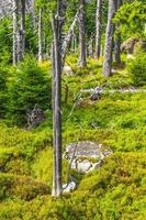 Forest panorama fir trees at Brocken mountain peak Harz Germany photo