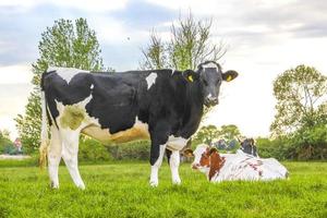 campo agrícola del norte de alemania con vacas naturaleza paisaje panorama alemania. foto