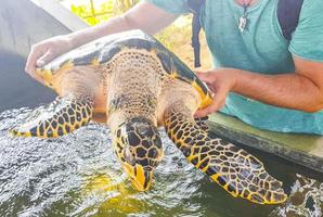 el hombre sostiene la tortuga verde tortuga carey tortuga boba. foto